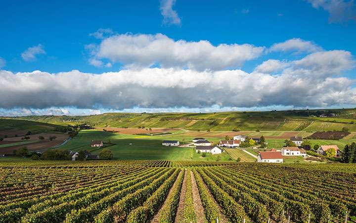 Loire, vignes